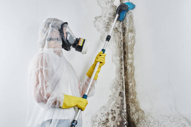 Best Mold Inspection  in Morgantown, WV