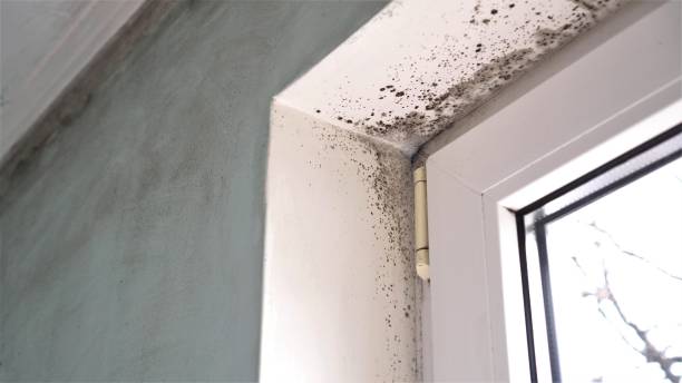 Best Emergency Mold Removal  in Morgantown, WV