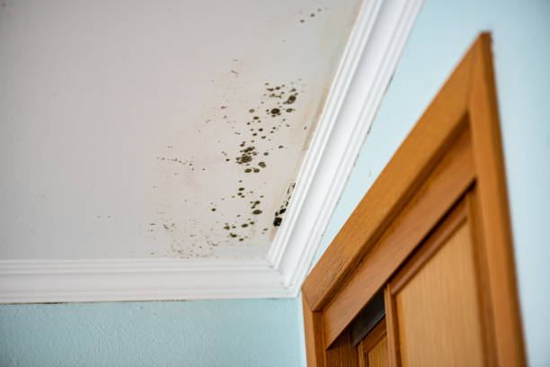 Best Professional Mold Removal  in Morgantown, WV