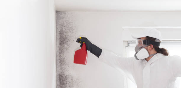 Best Crawl Space Mold Removal  in Morgantown, WV