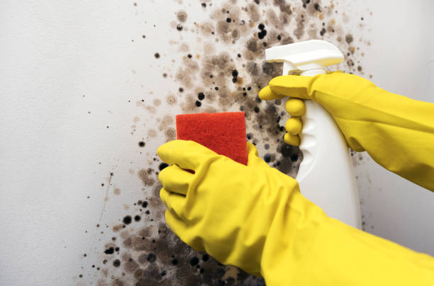 Crawl Space Mold Removal in Morgantown, WV