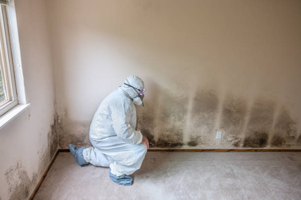 Best Crawl Space Mold Removal  in Morgantown, WV